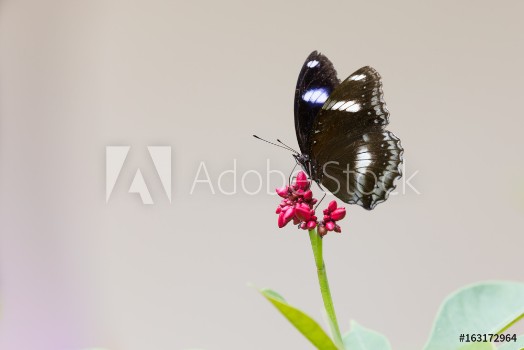 Picture of Black butterfly with white spots on the pink flower